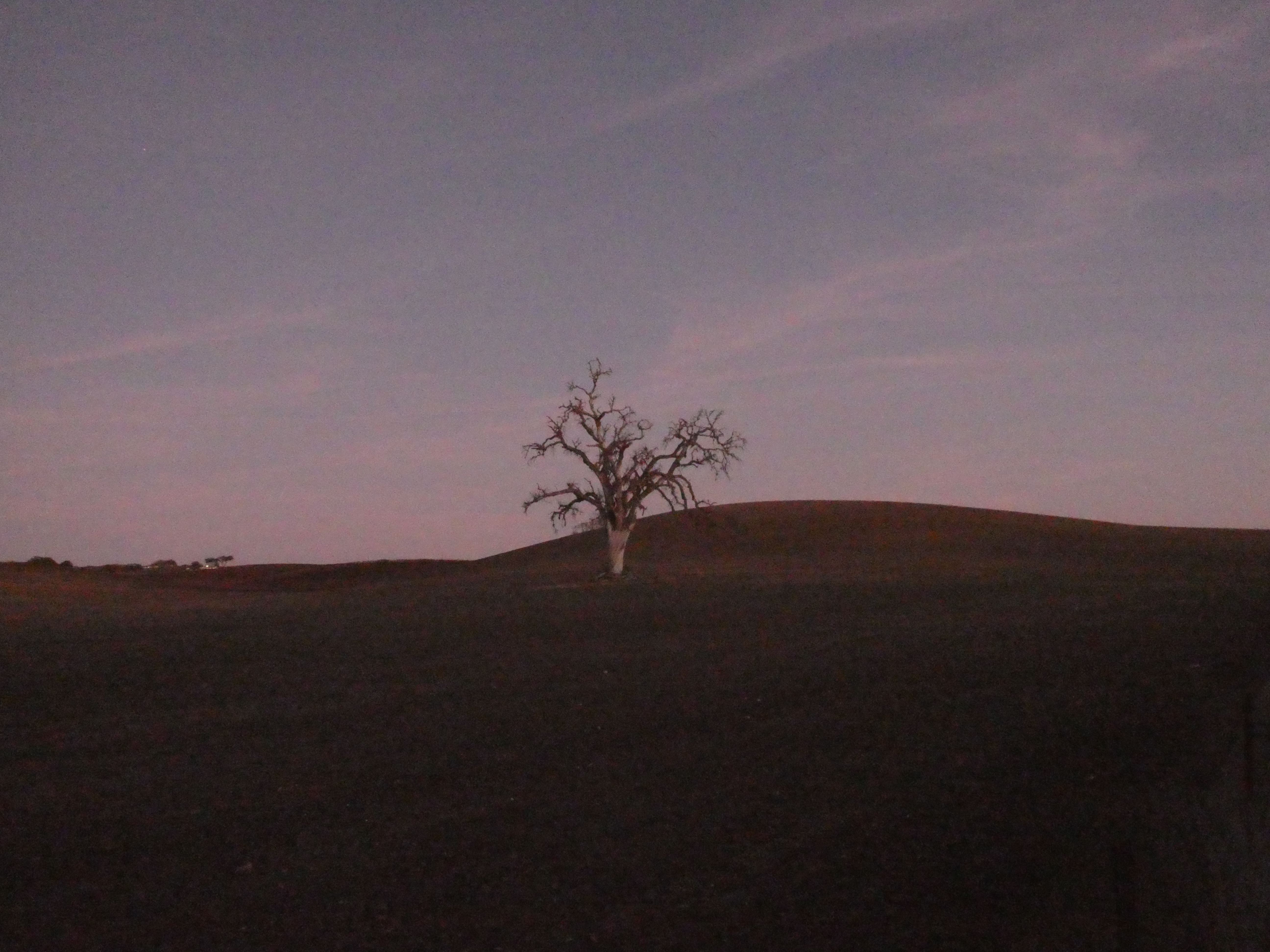 Blue Oak in green field